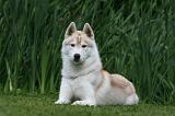 SIBERIAN HUSKY 947